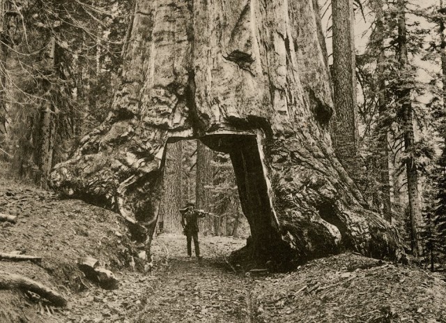 “Wawona,” a giant sequoia in Yosemite’s Mariposa Grove, California, circa 1890.Albertype reproduction of a photograph (North Wind Picture Archives via AP Images)