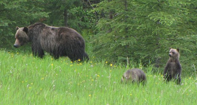 Sow with two cubs in the Kananaskis. Photo credit