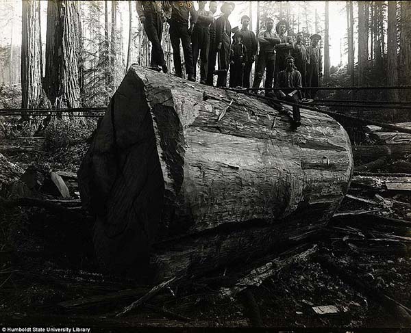 1473337473-6204-lumberjacks-redwood-4