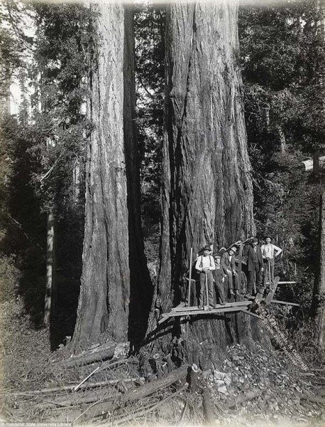 1473337473-9302-lumberjacks-redwood-5