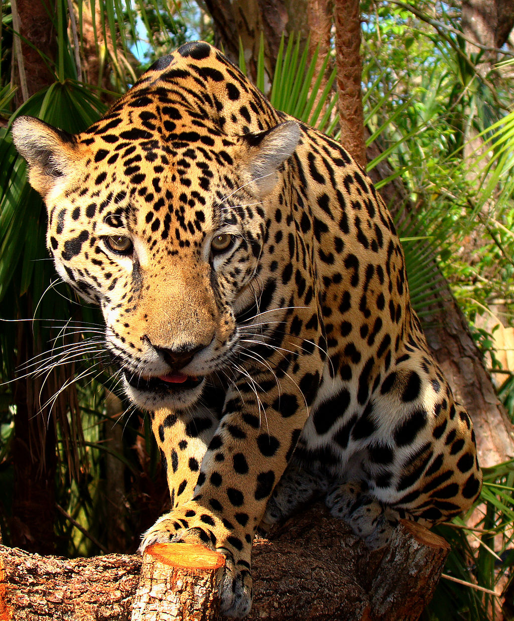 1024px-junior-jaguar-belize-zoo