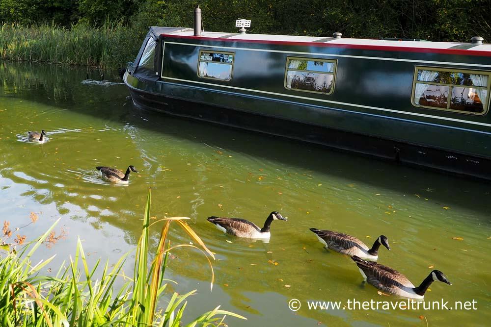 Geese in convoy passed by a barge