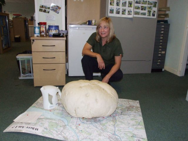 The 1.5-metre (59ins) fungus was so heavy that she needed help from a colleague to carry it back to the office in a coat. Photo credit