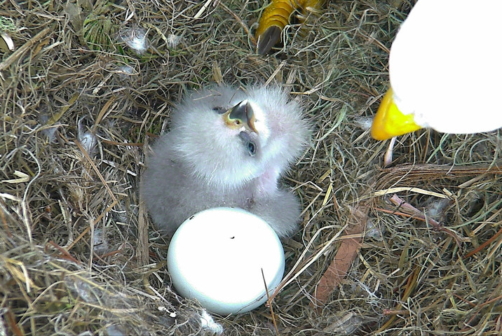 "NE16," the eaglet in the picture, hatched yesterday LIVE on the American Eagle Foundation's Northeast Florida Eagle Cam (NEFL). Its soon-to-be-sibling, "NE17," pipped (cracked) through its eggshell this morning and should hatch over the next 24-48 hours. 