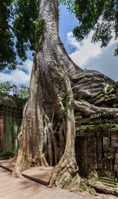 Originally known as Rajavihara (Monastery of the King), Ta Prohm was a Buddhist temple dedicated to the mother of King Jayavarman VII. Diego Delso/source