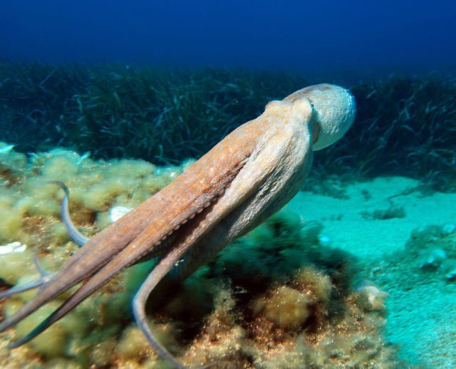 Octopuses swim with their arms trailing behind. By albert kok – ma photo, CC BY-SA 3.0, 