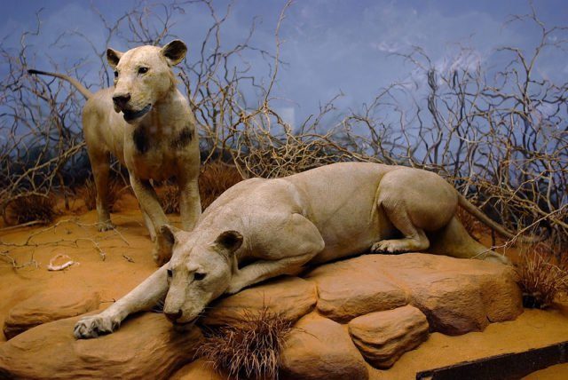 The Tsavo Man-Eaters on display in the Field Museum of Natural History in Chicago, Illinois. Source by Superx308