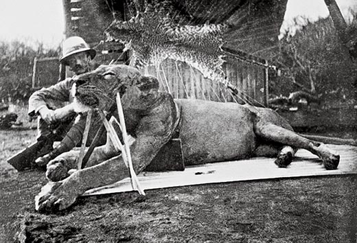 The first lion killed by Patterson, now known as FMNH 23970.