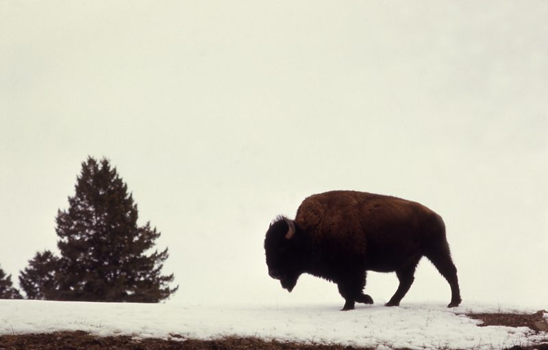 Canadian wood bison (Bison bison athabascae), once thought extinct, were reintroduced to their wild native habitat in Western Alaska in 2015
