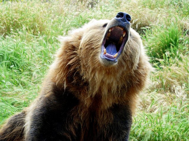 Brown bear growling – Author: John Solaro (sooolaro) – CC BY-ND 2.0
