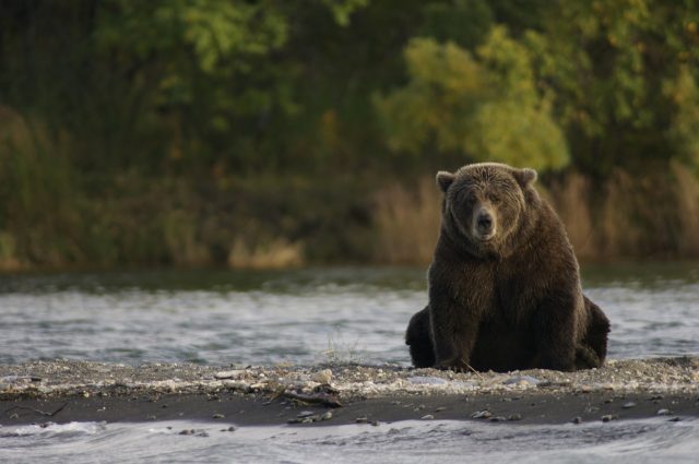 Seeing a bear in the wild is an exciting moment