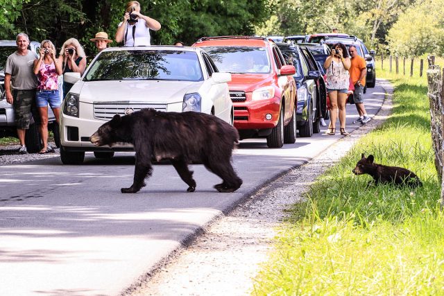 Bears change from a wonder of the wild to a dangerous nuisance when they come too near to civilization.