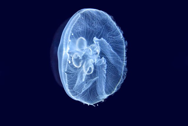 Jellyfish in deep waters