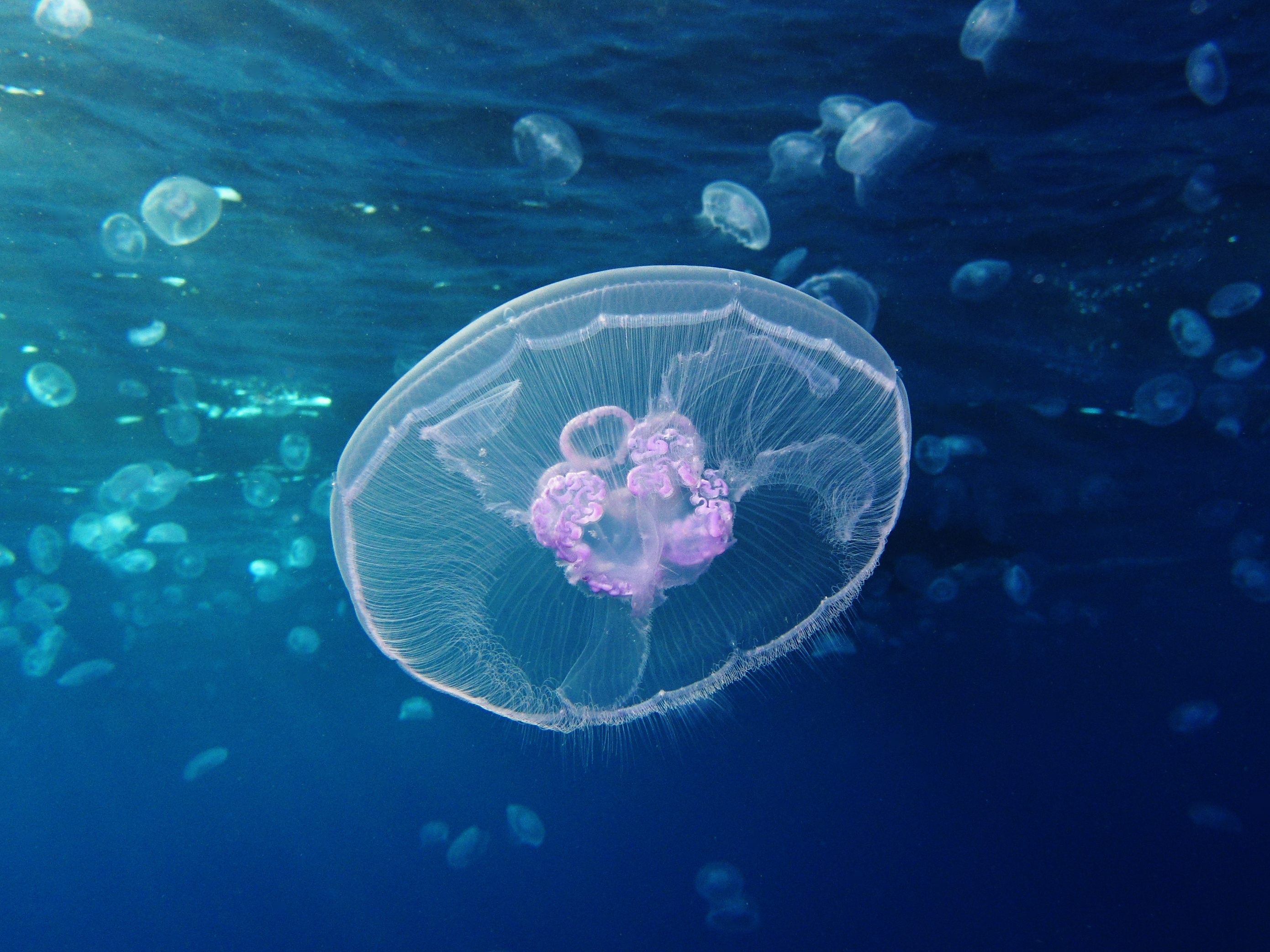 Moon jellyfish [Red Sea, Egypt] Image credit: Alexander Vasenin
