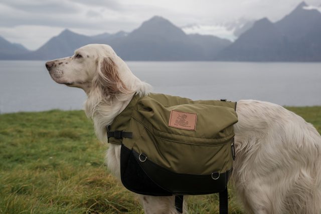 You can let your dog do a fair share of the work with a dog backpack