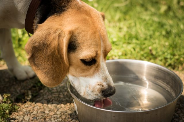 Being active all day means your dog will need more food and water than usual