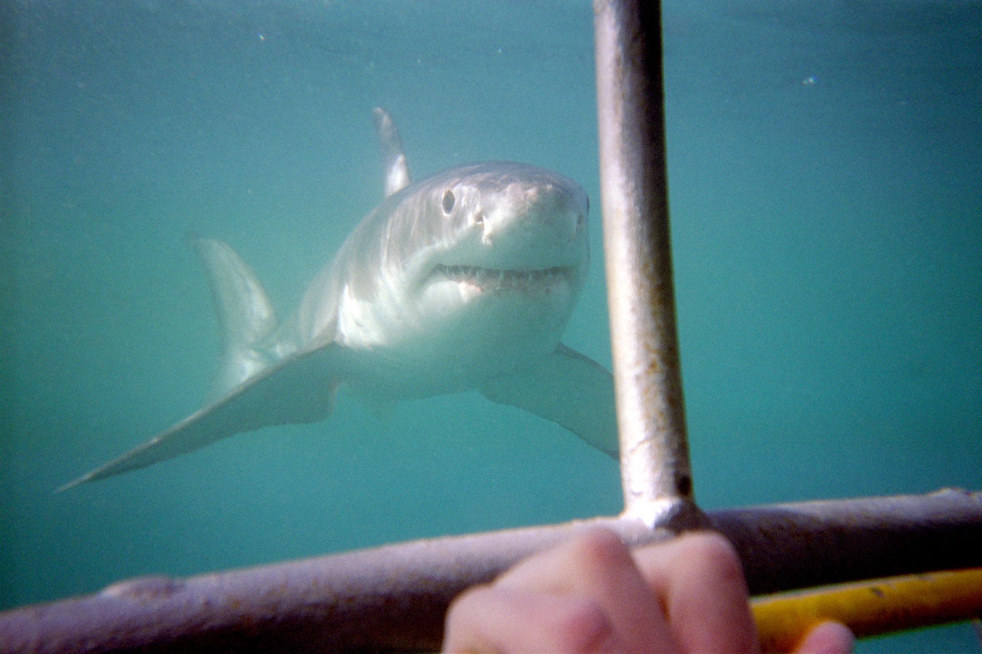 Great White shark Photo Credit