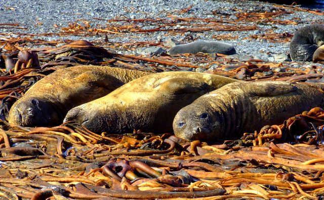 Elephant Seals, Prion Island, South Georgia. Photo credit