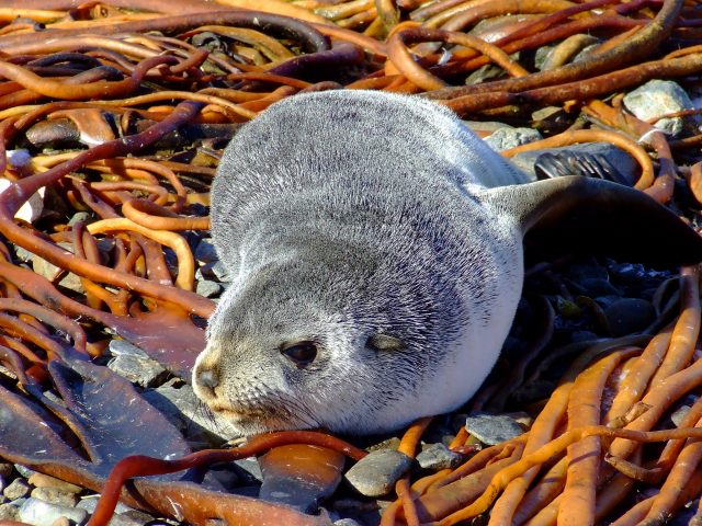 Fur Seal, Prion Island, South Georgia. Photo credit