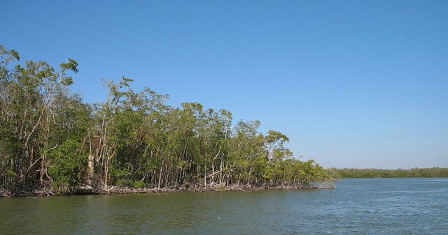 Mangrove trees create dense mazes in The Everglades Photo Credit
