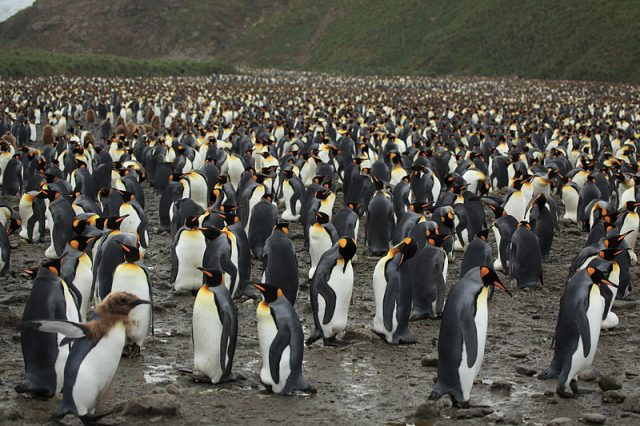 A colony of 200,000 king penguins (Aptenodytes patagonicus) on Salisbury Plain. Photo credit