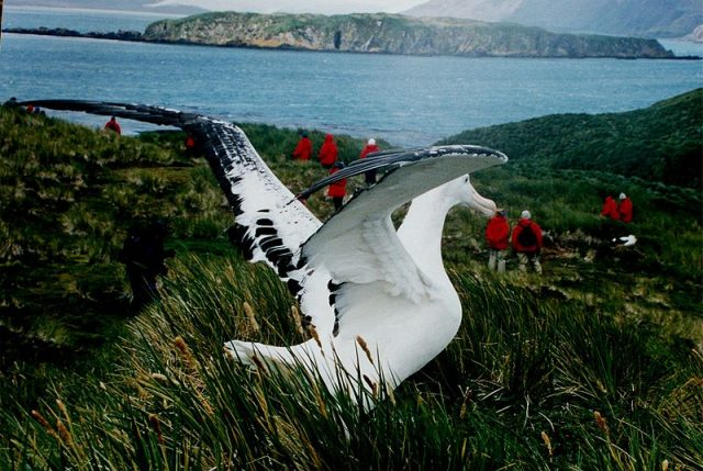 Wandering albatross at South Georgia Island. Photo credit