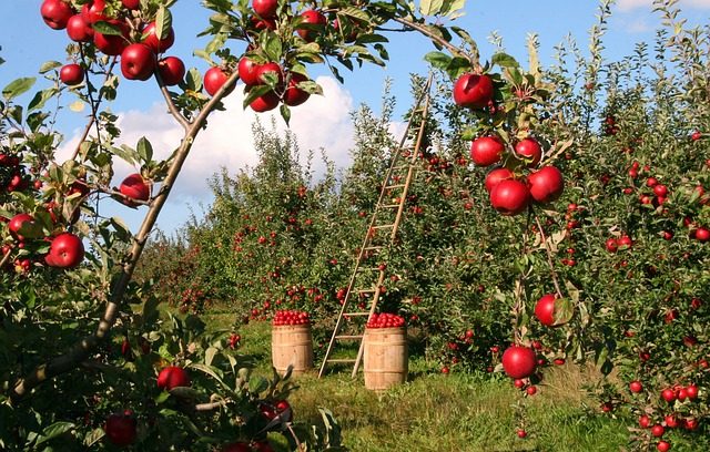 fruit picking orchard