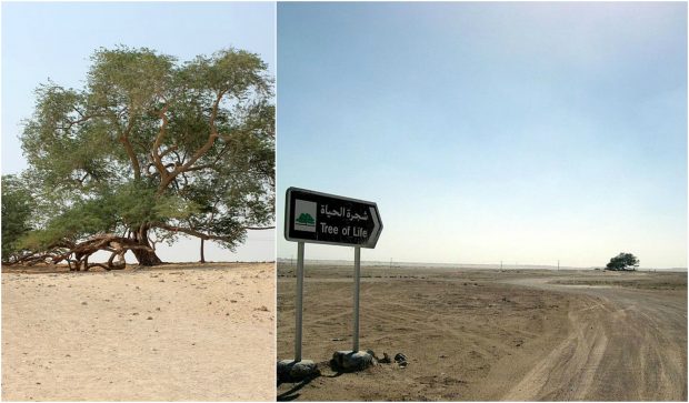 The Mysterious Tree Of Life In Bahrain