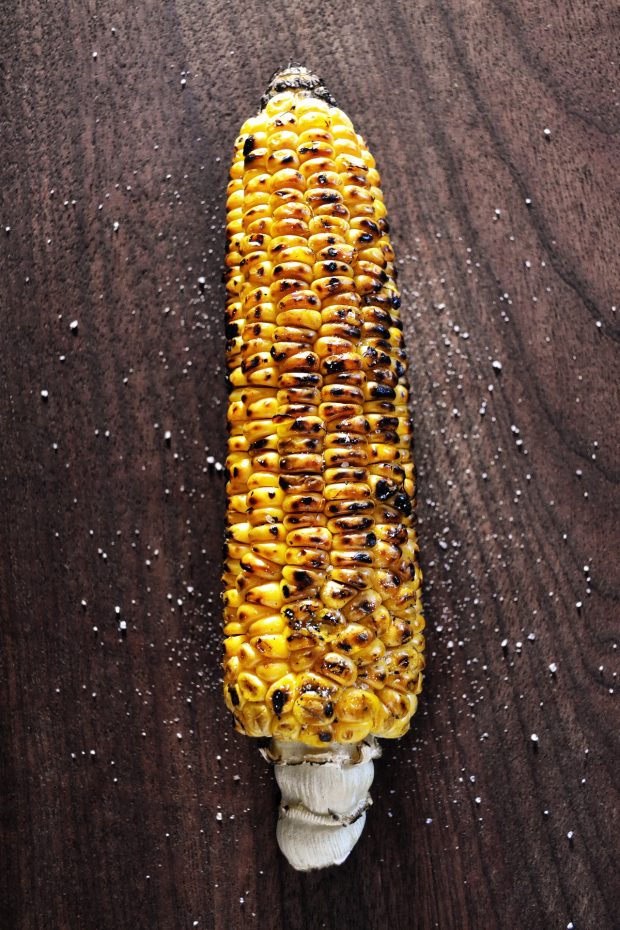 Grilled corn on the cob cooked over the fire