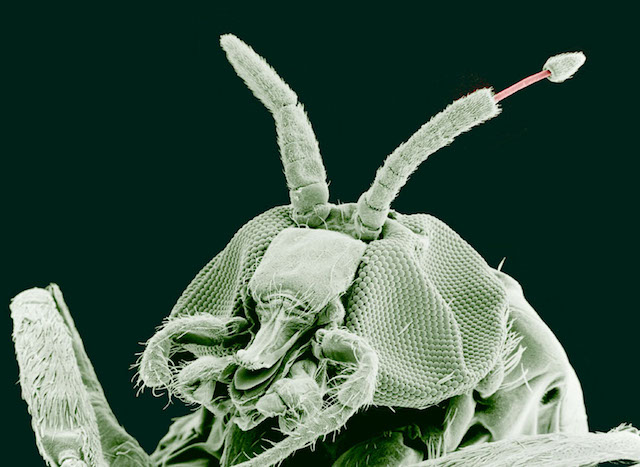 Adult Blackfly carrying the Onchocerca volvulus parasite emerging from antenna Image source