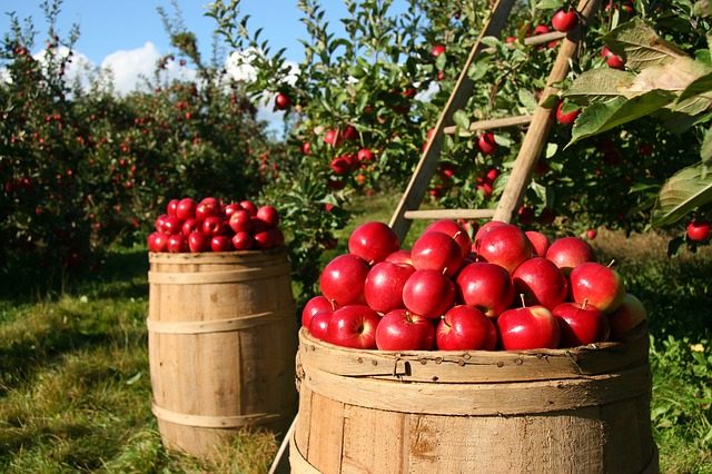 fruit picking apples