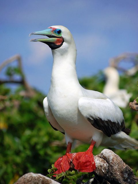 A Red-footed Booby (Sula sula) in its typical white color morph at the Tubbataha Reef National Park in the Philippines. – Author: Gregg Yan – CC BY-SA 3.0