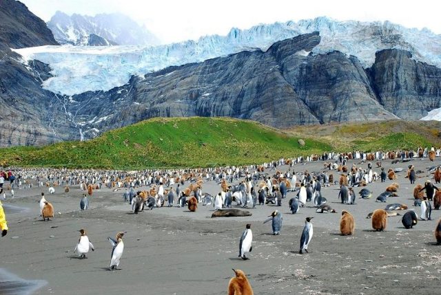 South Georgia glacier and penguin colony. Photo credit
