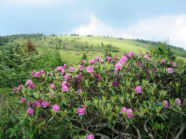 Rhododendrons at Roan Mountain – Author: Daniel Martin – CC BY 3.0