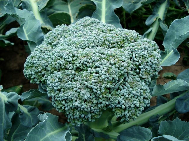 Broccoli is one of the richest in vitamins vegetable