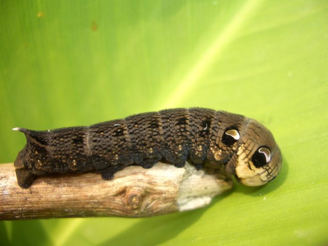 Caterpillars can be a great protein boost when you find yourself in a survival situation.