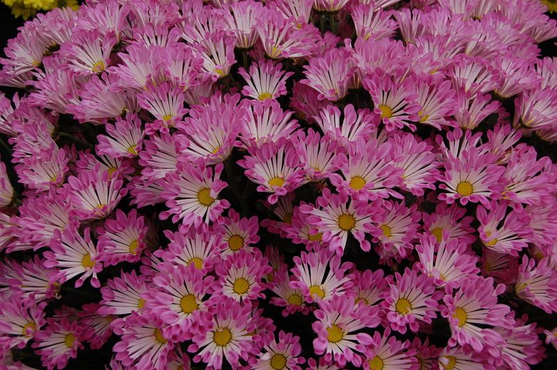 Chrysanthemum “Dance” – Author: Andy Mabbett – CC BY-SA 3.0