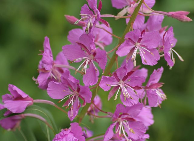 Fireweed is a very good source of vitamins