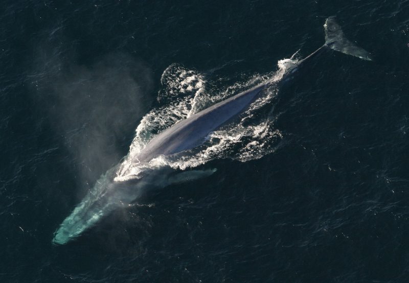 The magnificent Blue whale