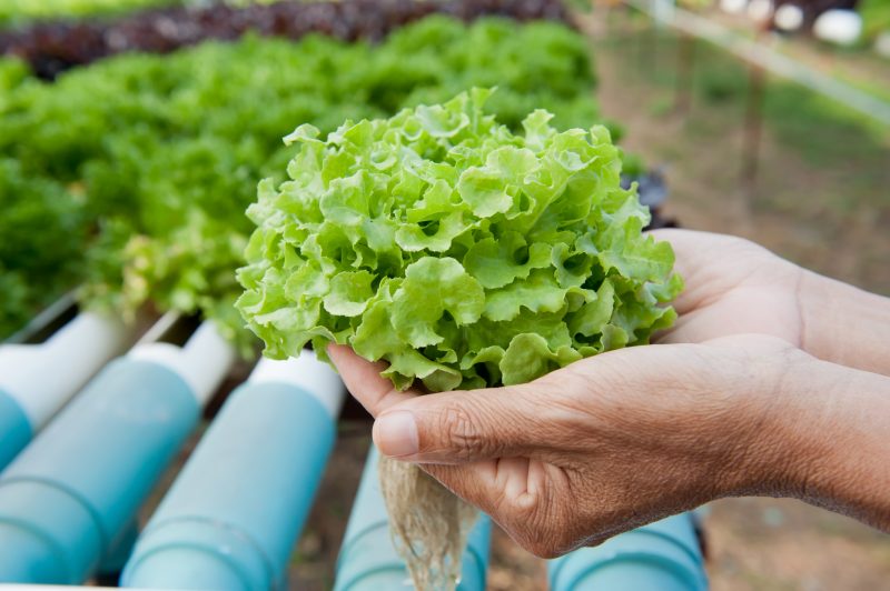 Lettuce from a hydroponics system.