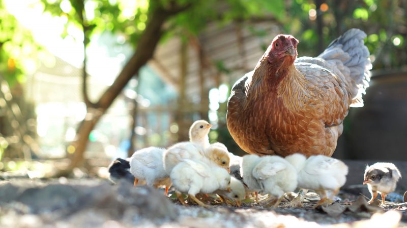 Hen with her brood