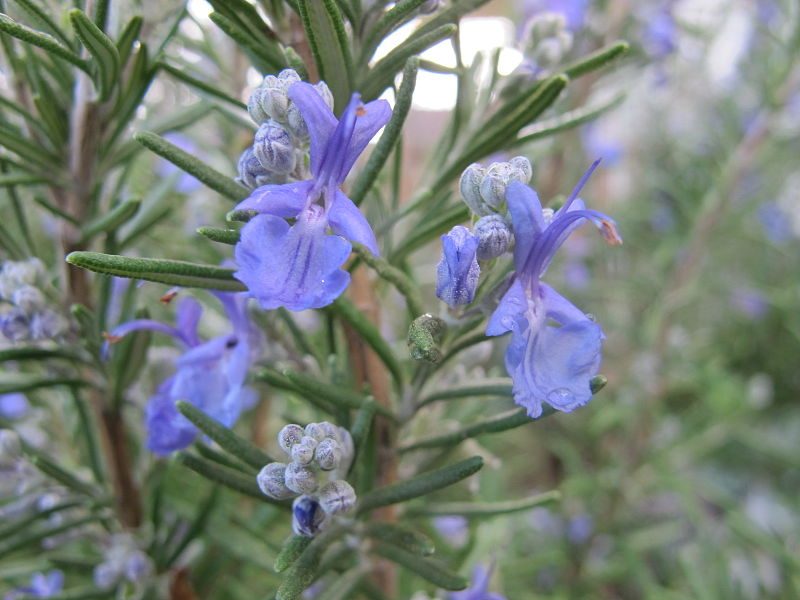 Close up image of rosemary flowers, taken in Portland, Oregon, USA- Author: Margalob – CC BY-SA 4.0
