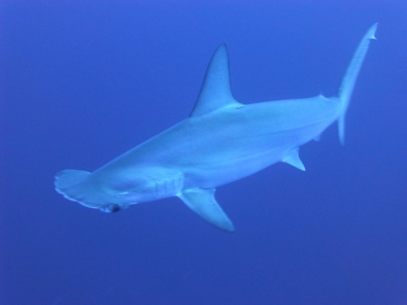 The Hammerhead shark – is a strange looking creature 