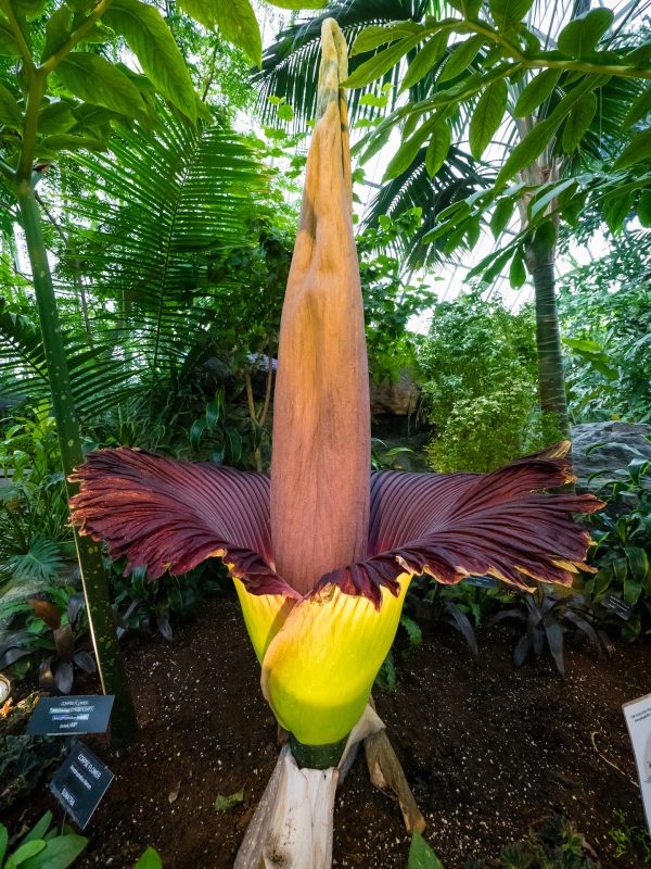 The corpse flower reaches majestic proportions