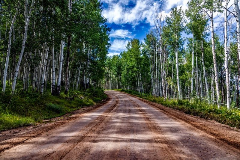 Road with Aspen trees