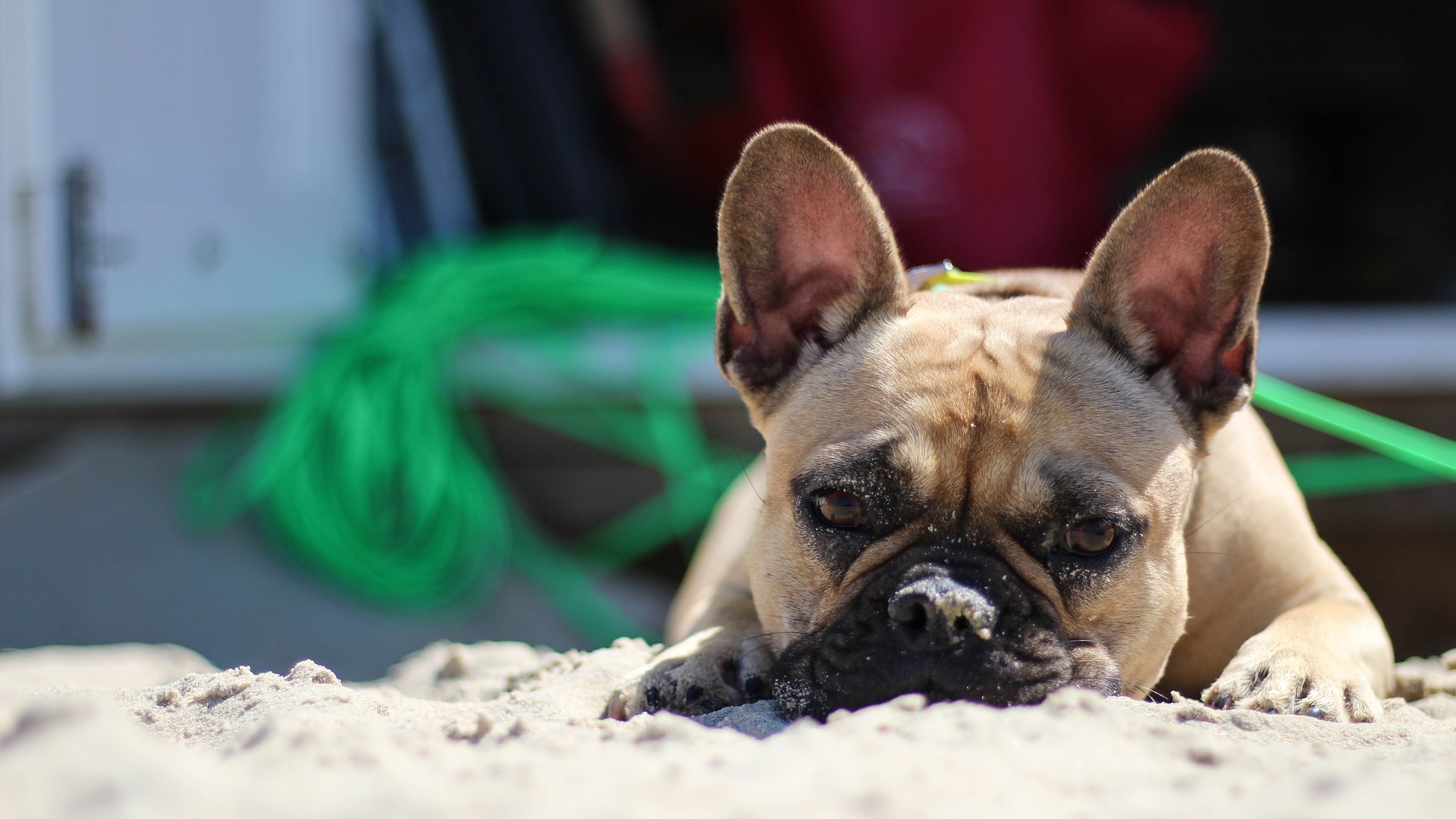 Tips For Taking Your Dog To The Beach