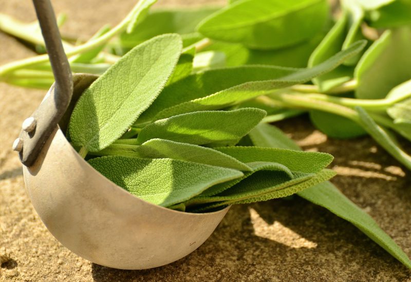 Sage is another culinary herb that will help keep those unwanted pests at bay