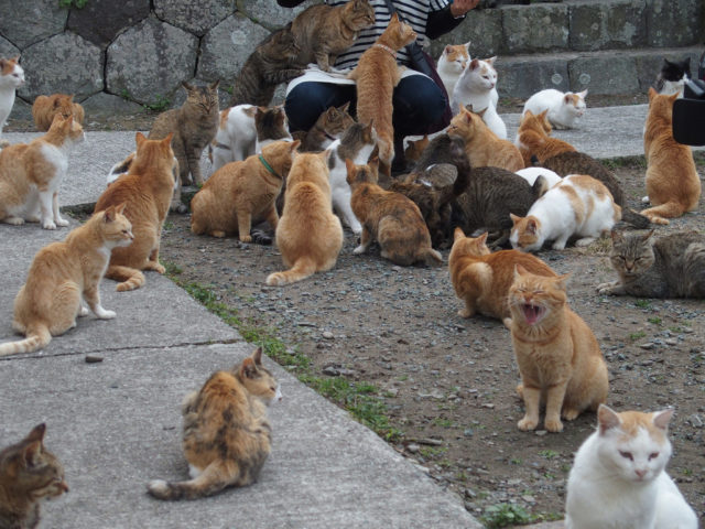 In Japanese culture, it is believed that cats bring good luck. So, residents and tourists who come to Tashirojima every year have the luxury to lose themselves in a swarm of lucky charms.Author: Sayoko Shimoyama CC BY 2.0