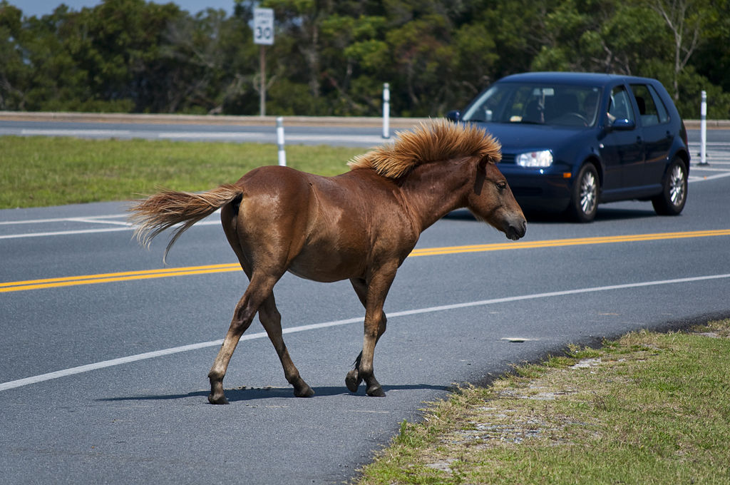 Assateague Island horses - Author: Notyourbroom - CC BY 3.0