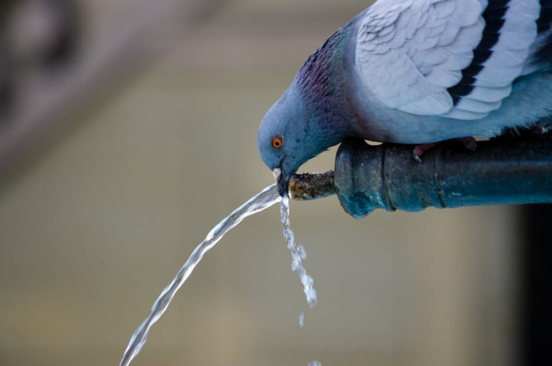 Pigeons usually start looking for water towards the end of the day
